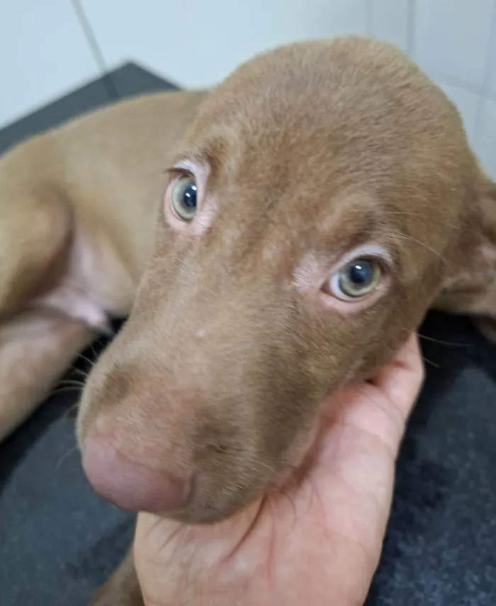 Cachorro raça SRD-ViraLata idade 2 a 6 meses nome Mateo