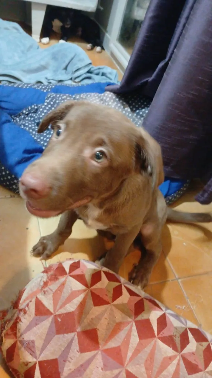 Cachorro raça SRD-ViraLata idade 2 a 6 meses nome Mateo
