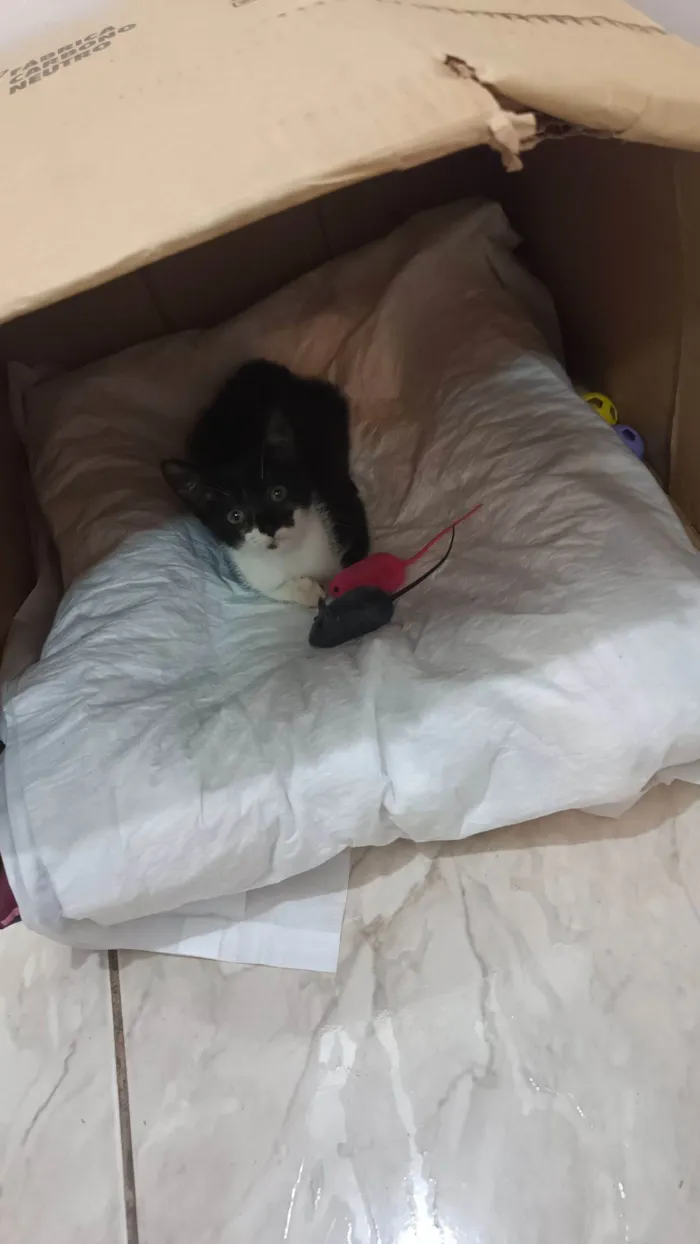 Gato raça SRD-ViraLata idade 2 a 6 meses nome Zara