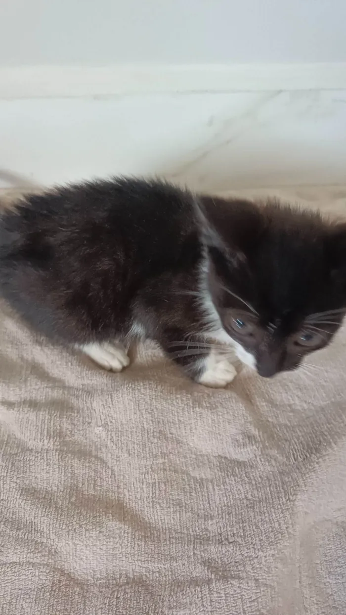 Gato raça SRD-ViraLata idade 2 a 6 meses nome Zara