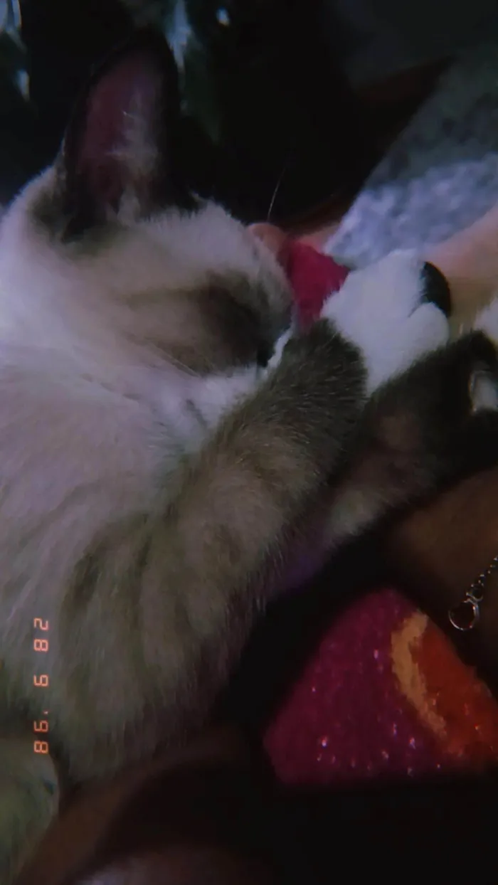 Gato raça Siamês idade 2 anos nome Junior 