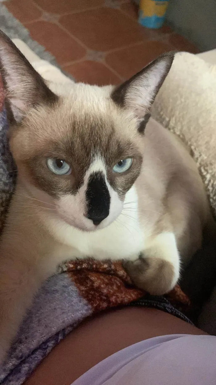 Gato raça Siamês idade 2 anos nome Junior 