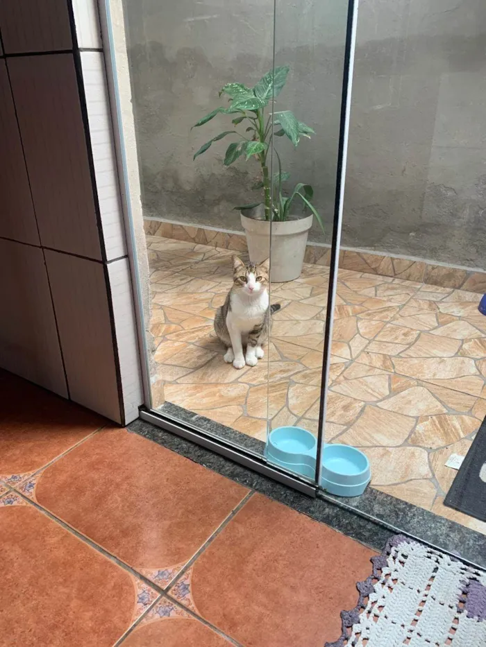 Gato raça Siamês idade 2 anos nome Junior 