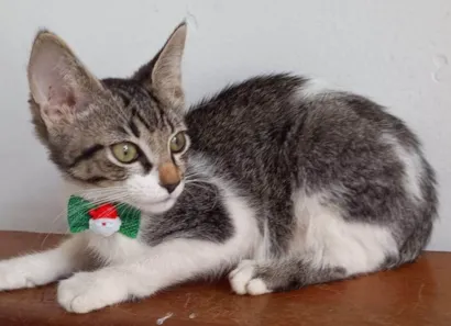 Gato raça SRD-ViraLata idade 2 a 6 meses nome TIGRINHO