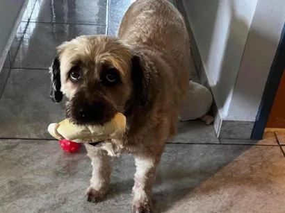 Cachorro raça SRD-ViraLata idade 6 ou mais anos nome Pandora