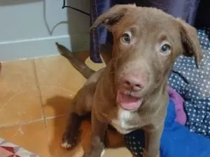 Cachorro raça SRD-ViraLata idade 2 a 6 meses nome Mateo