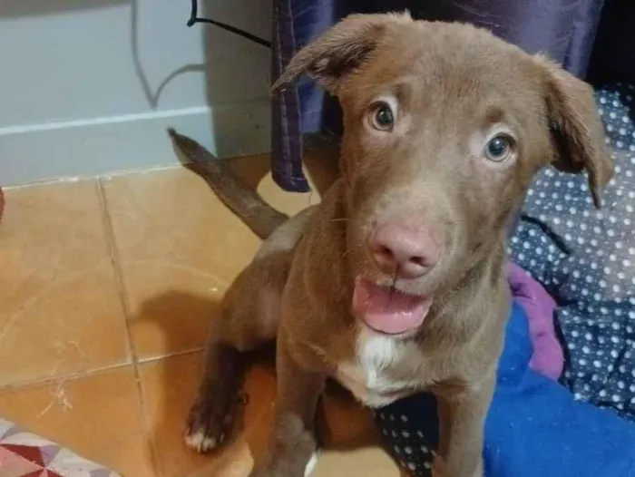 Cachorro raça SRD-ViraLata idade 2 a 6 meses nome Mateo
