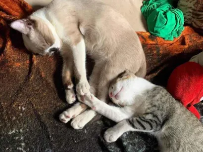 Gato raça Siamês idade 2 anos nome Junior 