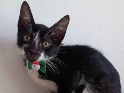 Gato raça SRD-ViraLata idade 2 a 6 meses nome PIMPOLHO
