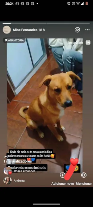 Cachorro raça SRD-ViraLata idade 1 ano nome Spack
