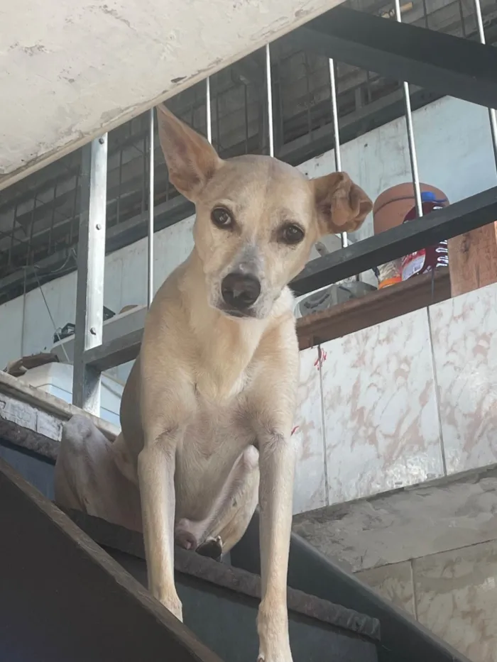 Cachorro raça Basset-Cofap idade 5 anos nome Iron