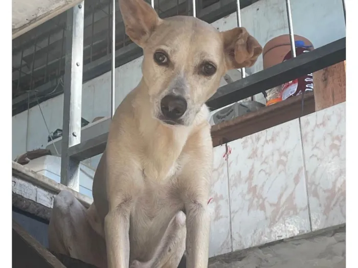 Cachorro raça Basset-Cofap idade 5 anos nome Iron