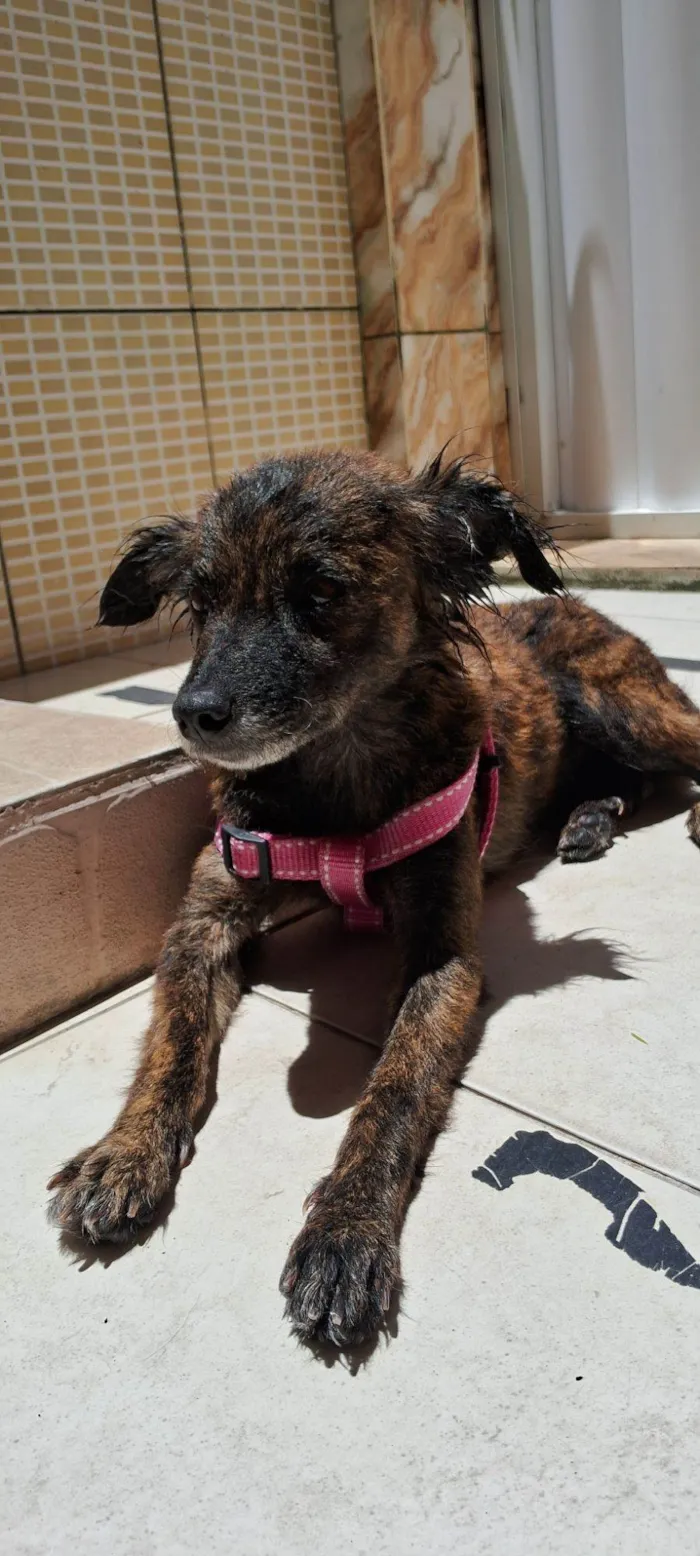 Cachorro raça SRD-ViraLata idade 3 anos nome Lola