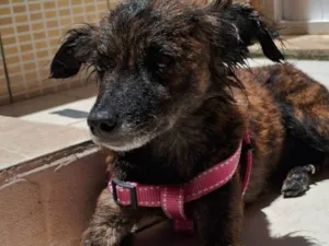 Cachorro raça SRD-ViraLata idade 3 anos nome Lola