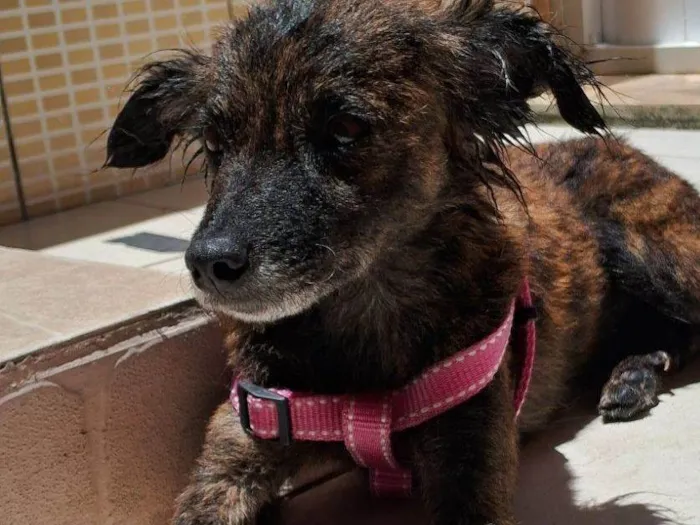 Cachorro raça SRD-ViraLata idade 3 anos nome Lola