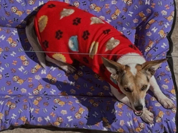 Cachorro raça SRD-ViraLata idade 3 anos nome Cindy 