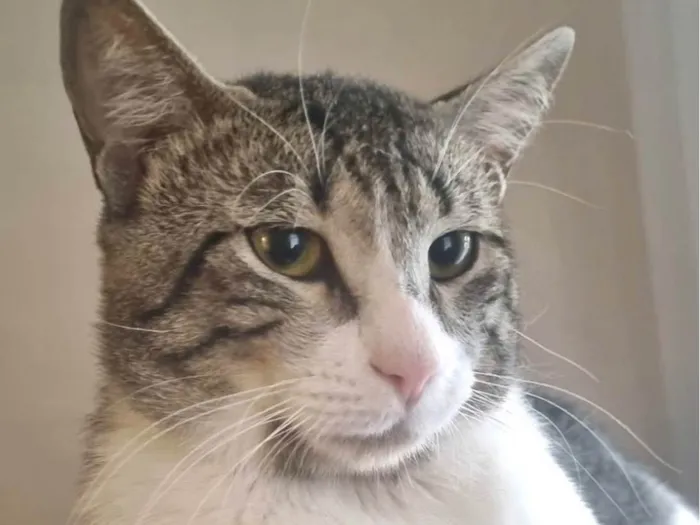 Gato raça SRD-ViraLata idade 7 a 11 meses nome Fredy 