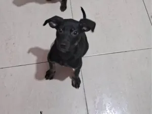 Cachorro raça SRD-ViraLata idade 2 a 6 meses nome Maia