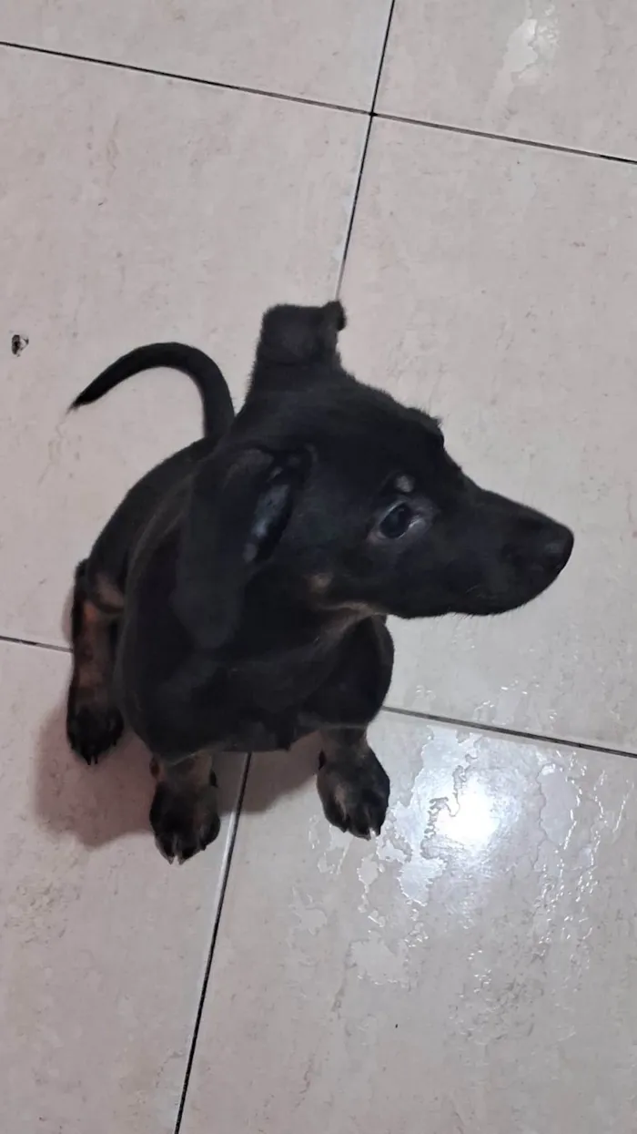 Cachorro raça SRD-ViraLata idade 2 a 6 meses nome Maia