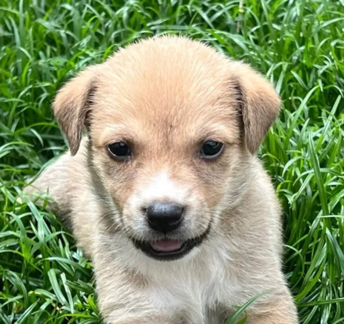 Cachorro raça SRD-ViraLata idade 2 a 6 meses nome Bingo 