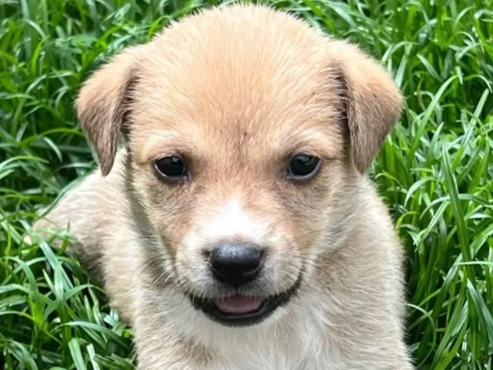 Cachorro raça SRD-ViraLata idade 2 a 6 meses nome Bingo 