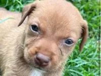 Cachorro raça SRD-ViraLata idade 2 a 6 meses nome Breno 