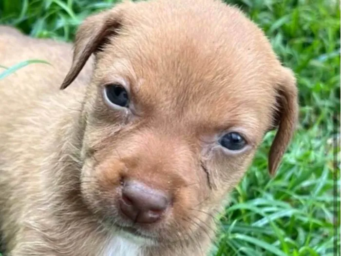 Cachorro raça SRD-ViraLata idade 2 a 6 meses nome Breno 