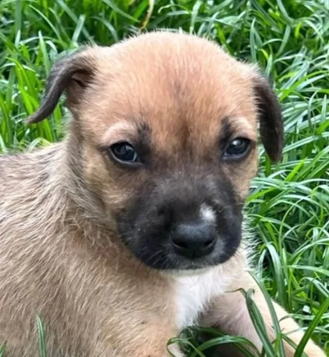 Cachorro raça SRD-ViraLata idade 2 a 6 meses nome Bruno 