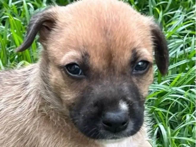 Cachorro raça SRD-ViraLata idade 2 a 6 meses nome Bruno 