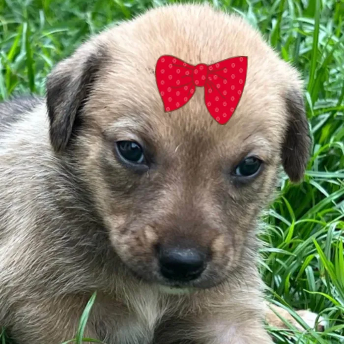 Cachorro raça SRD-ViraLata idade 2 a 6 meses nome Sophia 