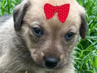 Cachorro raça SRD-ViraLata idade 2 a 6 meses nome Sophia 