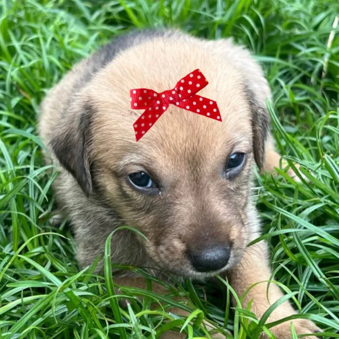 Cachorro raça SRD-ViraLata idade 2 a 6 meses nome Sissi 