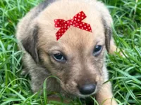 Cachorro raça SRD-ViraLata idade 2 a 6 meses nome Sissi 