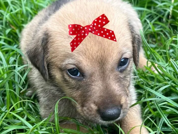 Cachorro raça SRD-ViraLata idade 2 a 6 meses nome Sissi 