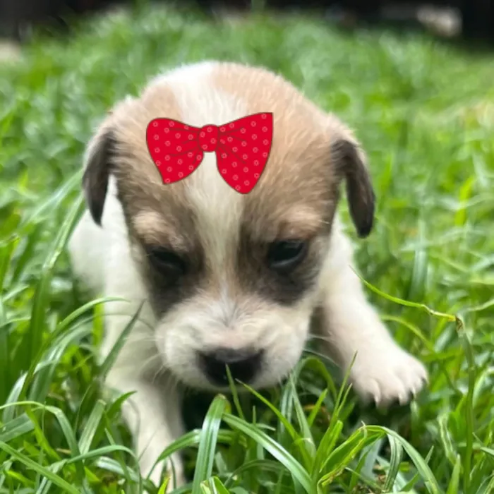 Cachorro raça SRD-ViraLata idade 2 a 6 meses nome Sabrina 