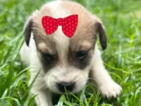 Cachorro raça SRD-ViraLata idade 2 a 6 meses nome Sabrina 