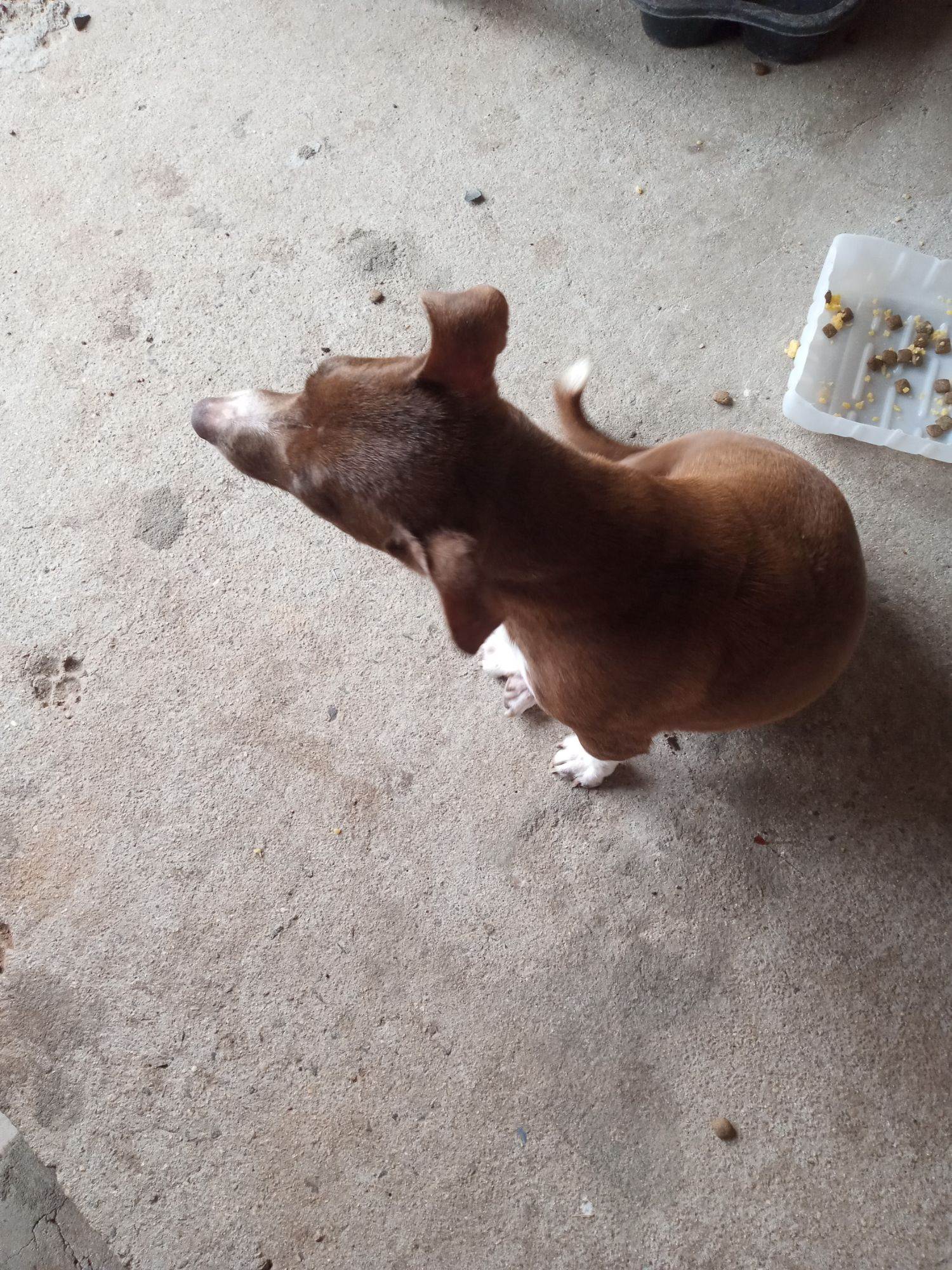 Cachorro raça SRD-ViraLata idade Abaixo de 2 meses nome Bibi