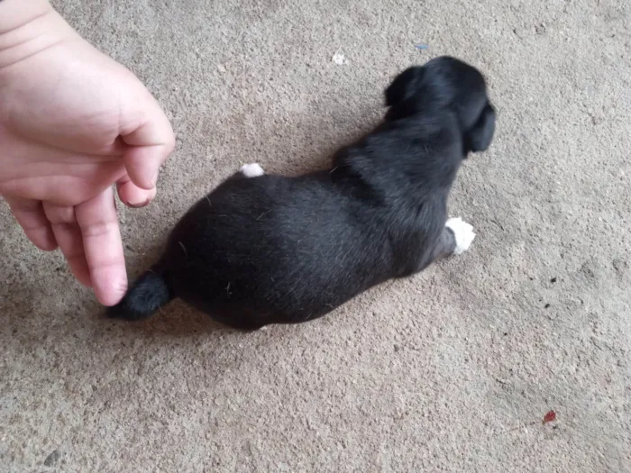 Cachorro raça SRD-ViraLata idade Abaixo de 2 meses nome Bibi