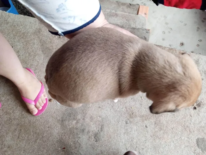 Cachorro raça SRD-ViraLata idade Abaixo de 2 meses nome Bibi