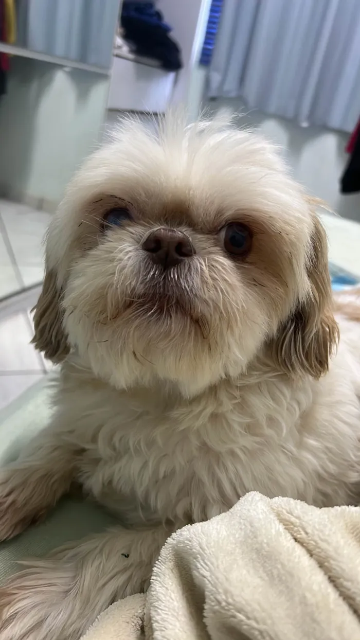 Cachorro raça Shitzu idade 6 ou mais anos nome Bino