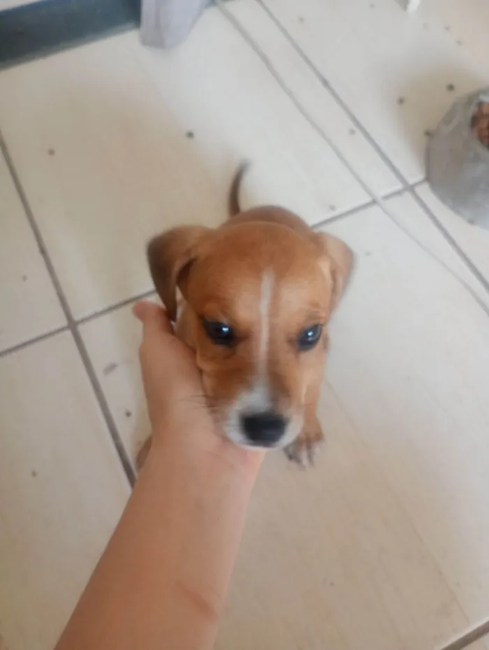 Cachorro raça SRD-ViraLata idade Abaixo de 2 meses nome Não tem nome ( não coloquei para não me apegar)