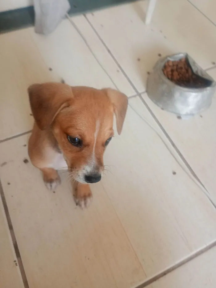 Cachorro raça SRD-ViraLata idade Abaixo de 2 meses nome Não tem nome ( não coloquei para não me apegar)