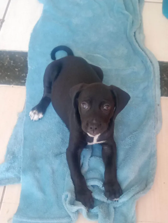 Cachorro raça SRD-ViraLata idade Abaixo de 2 meses nome Não tem nome ( não coloquei para não me apegar)