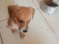 Cachorro raça SRD-ViraLata idade Abaixo de 2 meses nome Não tem nome ( não coloquei para não me apegar)