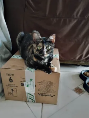 Gato raça SRD-ViraLata idade 2 anos nome Manchada 