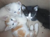 Cachorro raça SRD-ViraLata idade Abaixo de 2 meses nome Frajolinha & irmãos 