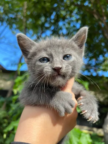 Gato raça SRD-ViraLata idade 2 a 6 meses nome Não tem