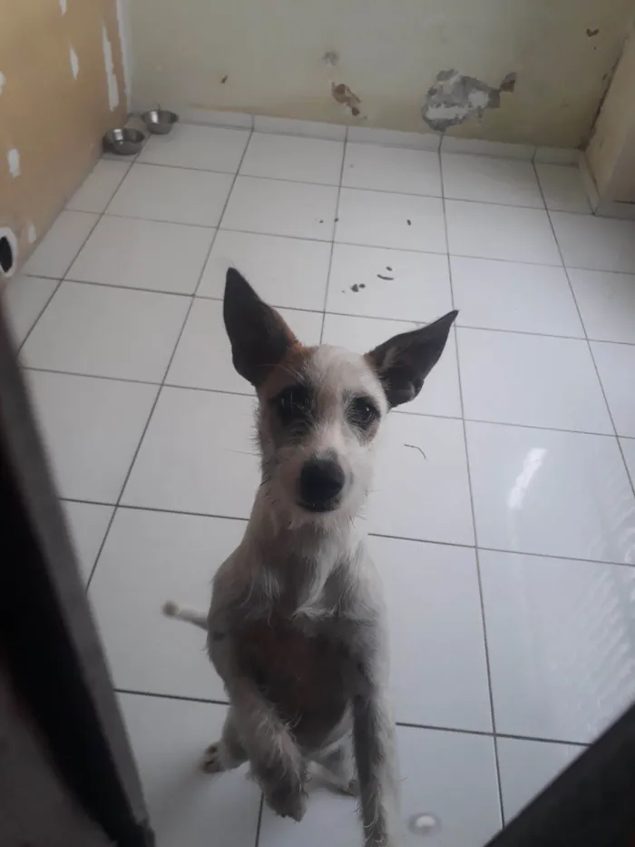 Cachorro raça SRD-ViraLata idade 2 a 6 meses nome Wandinha