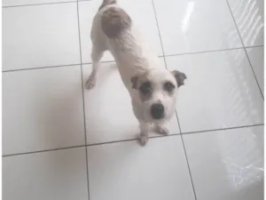 Cachorro raça SRD-ViraLata idade 2 a 6 meses nome Wandinha