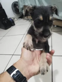 Cachorro raça SRD-ViraLata idade 2 a 6 meses nome DAMA